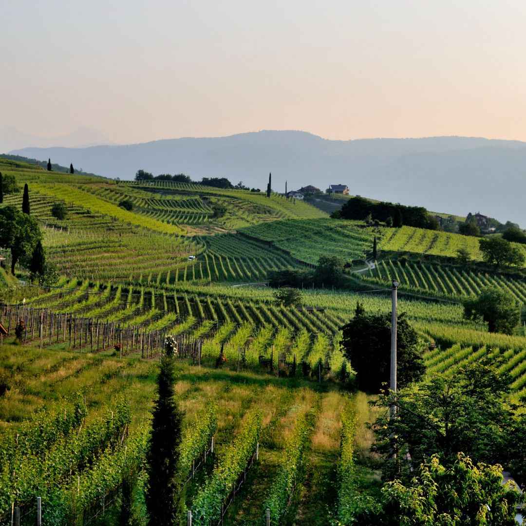 Le Beaujolais